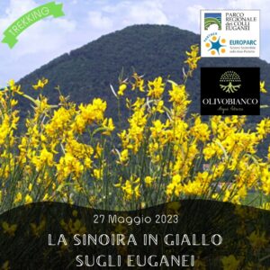 trekking escursione colli euganei monte fasolo ginestre fiore giallo pianoro mottolone primavera arquà petrarca sabato 27 maggio 2023 pomeriggio merenda sinoira olivobianco