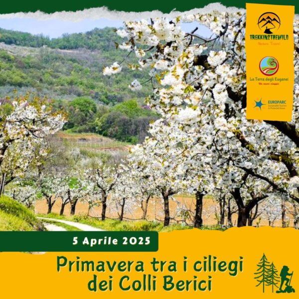 trekking escursione colli berici vicenza castegnero nanto ciliegi fiori primavera sabato 5 aprile 2025 veneto pomeriggio