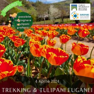 trekking escursione colli euganei torreglia terre bianche terra dei livii tulipani euganei giovedì 4 aprile 2024 pomeriggio via berico euganea