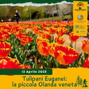trekking escursione colli euganei tulipani terra livii raccolta torreglia terre bianche olanda sabato 12 aprile 2025 veneto unesco pomeriggio