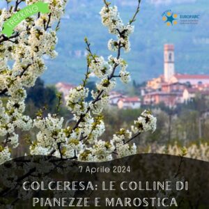 trekking escursione colli veneti ciliegi fiore marostica pianezze colceresa pedemontana domenica 7 aprile 2024 europarc federparchi