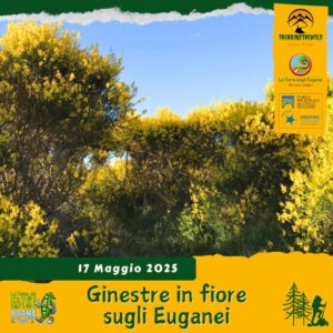 trekking escursione colli euganei festa bisi baone calaone vegri valle san giorgio mottolone risi buono pranzo cena ginestre sabato 17 maggio 2025 veneto unesco pomeriggio