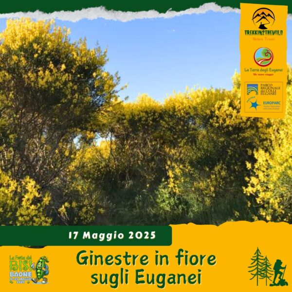 trekking escursione colli euganei festa bisi baone calaone vegri valle san giorgio mottolone risi buono pranzo cena ginestre sabato 17 maggio 2025 veneto unesco pomeriggio